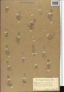 Ceratocephala falcata (L.) Cramer, Middle Asia, Kopet Dag, Badkhyz, Small & Great Balkhan (M1) (Turkmenistan)