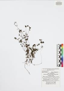 Ranunculus circinatus Sibth., Eastern Europe, Central region (E4) (Russia)