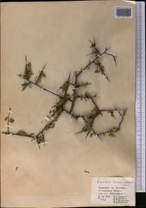 Rhamnus integrifolia DC., Middle Asia, Kopet Dag, Badkhyz, Small & Great Balkhan (M1) (Turkmenistan)