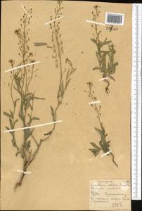 Camelina microcarpa Andrz. ex DC., Middle Asia, Northern & Central Kazakhstan (M10) (Kazakhstan)