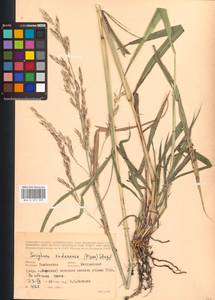 Sorghum drummondii (Nees ex Steud.) Millsp. & Chase, Eastern Europe, Central forest-and-steppe region (E6) (Russia)