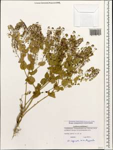 Lepidium perfoliatum L., Caucasus, Azerbaijan (K6) (Azerbaijan)