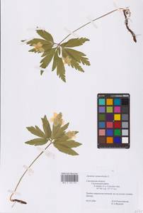 Anemone ranunculoides L., Eastern Europe, Western region (E3) (Russia)