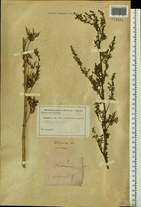 Artemisia laciniata Willd., Siberia (no precise locality) (S0) (Russia)