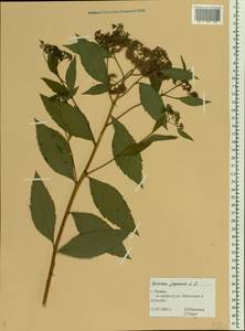 Spiraea japonica L. fil., Eastern Europe, Central region (E4) (Russia)