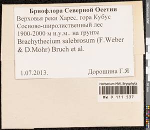 Brachythecium salebrosum (Hoffm. ex F. Weber & D. Mohr) Schimp., Bryophytes, Bryophytes - North Caucasus & Ciscaucasia (B12) (Russia)