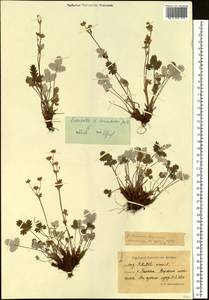 Potentilla ×prostrata Rottb., Siberia, Chukotka & Kamchatka (S7) (Russia)