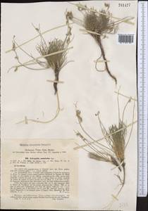 Astragalus nematodes Bunge ex Boiss., Middle Asia, Syr-Darian deserts & Kyzylkum (M7) (Kazakhstan)
