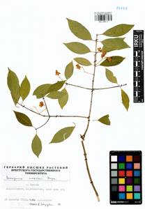 Euonymus maackii Rupr., Siberia, Baikal & Transbaikal region (S4) (Russia)