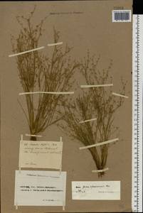 Juncus sphaerocarpus Nees, Eastern Europe, North Ukrainian region (E11) (Ukraine)