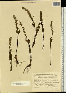 Lagotis glauca subsp. minor (Willd.) Hultén, Eastern Europe, Northern region (E1) (Russia)