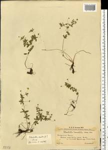 Potentilla erecta (L.) Raeusch., Eastern Europe, West Ukrainian region (E13) (Ukraine)