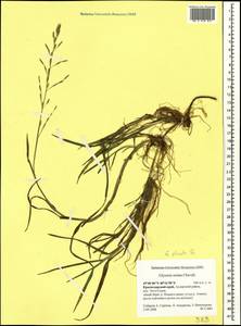 Glyceria notata Chevall., Caucasus, Krasnodar Krai & Adygea (K1a) (Russia)