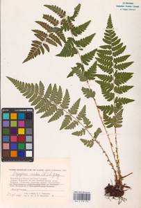 Dryopteris cristata (L.) A.Gray, Eastern Europe, Central forest-and-steppe region (E6) (Russia)