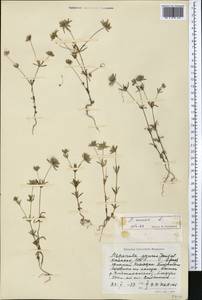 Asperula arvensis L., Middle Asia, Western Tian Shan & Karatau (M3) (Uzbekistan)