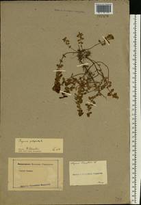 Thymus pulegioides L., Eastern Europe, Moscow region (E4a) (Russia)