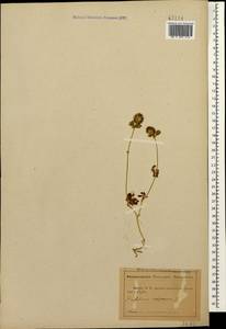 Trifolium lappaceum L., Caucasus, Abkhazia (K4a) (Abkhazia)