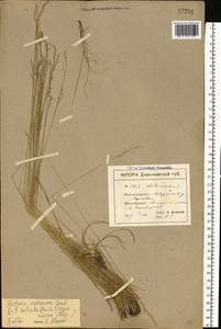 Festuca valesiaca Schleich. ex Gaudin, Eastern Europe, North Ukrainian region (E11) (Ukraine)