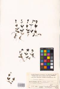 MHA 0 159 776, Veronica alpina L., Eastern Europe, Northern region (E1) (Russia)