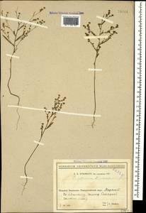 Bupleurum brachiatum C. Koch ex Boiss., Caucasus, Black Sea Shore (from Novorossiysk to Adler) (K3) (Russia)