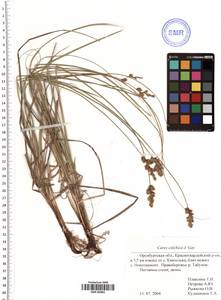 Carex colchica J.Gay, Eastern Europe, Eastern region (E10) (Russia)