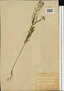 Camelina microcarpa Andrz. ex DC., Eastern Europe, Eastern region (E10) (Russia)