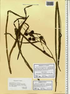 Sparganium erectum L., Eastern Europe, Moscow region (E4a) (Russia)