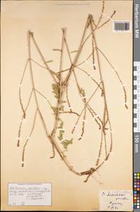 Verbena officinalis L., Middle Asia, Western Tian Shan & Karatau (M3) (Kazakhstan)