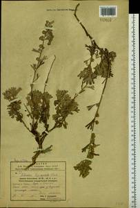 Artemisia lagocephala (Fisch. ex Besser) DC., Siberia, Russian Far East (S6) (Russia)