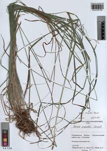 KUZ 003 209, Carex arnellii Christ ex Scheutz, Siberia, Altai & Sayany Mountains (S2) (Russia)