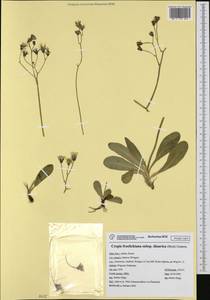Crepis froelichiana subsp. dinarica (Beck) Gutermann, Western Europe (EUR) (Italy)