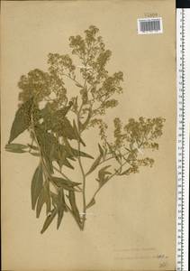 Lepidium latifolium L., Eastern Europe, North Ukrainian region (E11) (Ukraine)