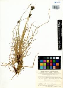 Carex eleusinoides Turcz. ex Kunth, Siberia, Baikal & Transbaikal region (S4) (Russia)