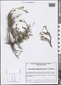 Limonium suffruticosum (L.) Kuntze, Siberia, Western Siberia (S1) (Russia)
