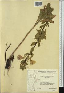 Oenothera biennis L., Western Europe (EUR) (Denmark)