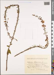 Verbascum phoeniceum L., Caucasus, Armenia (K5) (Armenia)