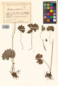 Micranthes nelsoniana subsp. aestivalis (Fisch. & C. A. Mey.) Elven & D. F. Murray, Siberia, Russian Far East (S6) (Russia)