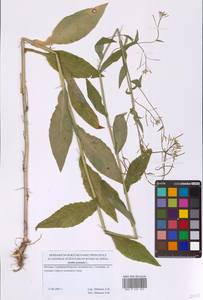 Catolobus pendulus (L.) Al-Shehbaz, Eastern Europe, Moscow region (E4a) (Russia)
