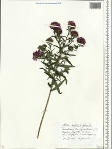 Symphyotrichum novae-angliae (L.) G. L. Nesom, Eastern Europe, Moscow region (E4a) (Russia)