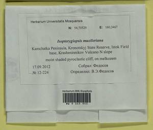 Isopterygiopsis catagonioides (Broth.) Ignatov & Ignatova, Bryophytes, Bryophytes - Chukotka & Kamchatka (B21) (Russia)