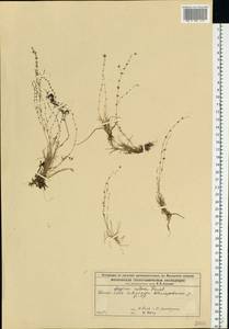 Sagina nodosa (L.) Fenzl, Eastern Europe, Moscow region (E4a) (Russia)