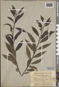 Salix triandra L., Eastern Europe, Central forest-and-steppe region (E6) (Russia)