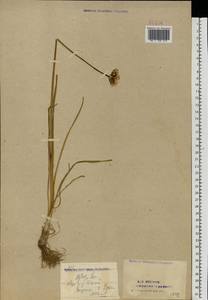 Allium angulosum L., Eastern Europe, Eastern region (E10) (Russia)