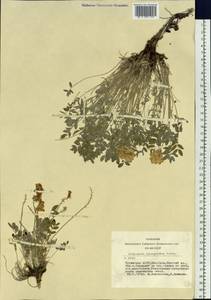Hedysarum turczaninovii Peschkova, Siberia, Altai & Sayany Mountains (S2) (Russia)
