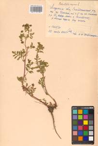 Potentilla supina L., Siberia, Russian Far East (S6) (Russia)