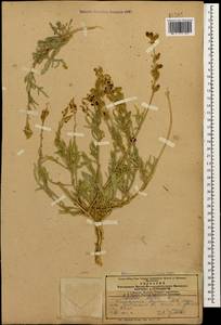 Reseda lutea L., Caucasus, Armenia (K5) (Armenia)