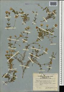 Cerastium polymorphum Rupr., Caucasus, South Ossetia (K4b) (South Ossetia)