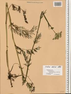 Kadenia dubia (Schkuhr) Lavrova & V.N.Tikhom., Eastern Europe, Central forest-and-steppe region (E6) (Russia)
