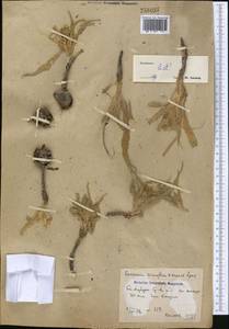 Gelasia circumflexa (Krasch. & Lipsch.) Zaika, Sukhor. & N. Kilian, Middle Asia, Syr-Darian deserts & Kyzylkum (M7) (Uzbekistan)