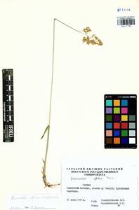 Anthoxanthum glabrum (Trin.) Veldkamp, Siberia, Yakutia (S5) (Russia)